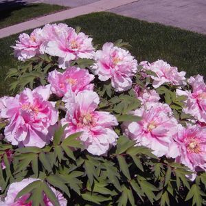 Meet your Posher, Diane